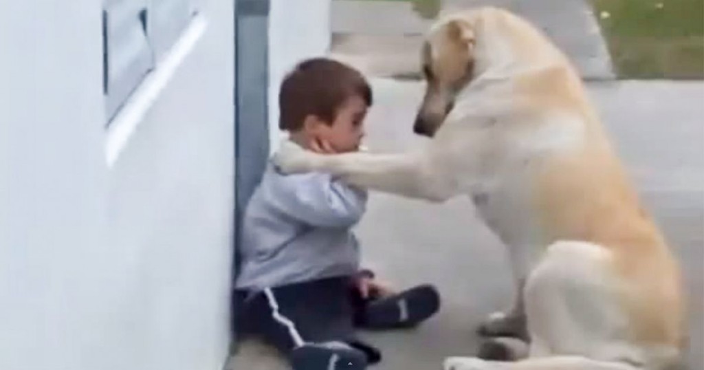Hund går bort til denne gutten med Downs syndrom og viser kjærlighet på